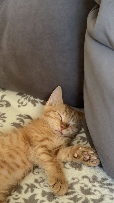Котенок- мальчик