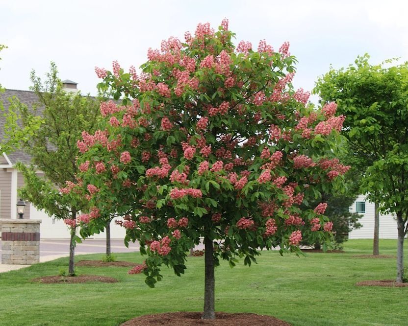 Базовый грунт для уличных растений. Саженцы деревьев, кустарников и др