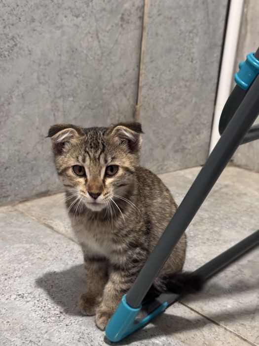 Шотландские вислоухие котята