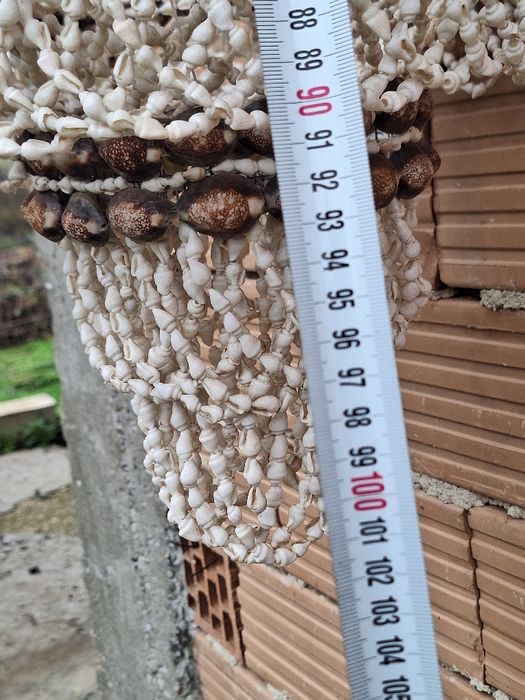 Рапани и миди ръчна изработка