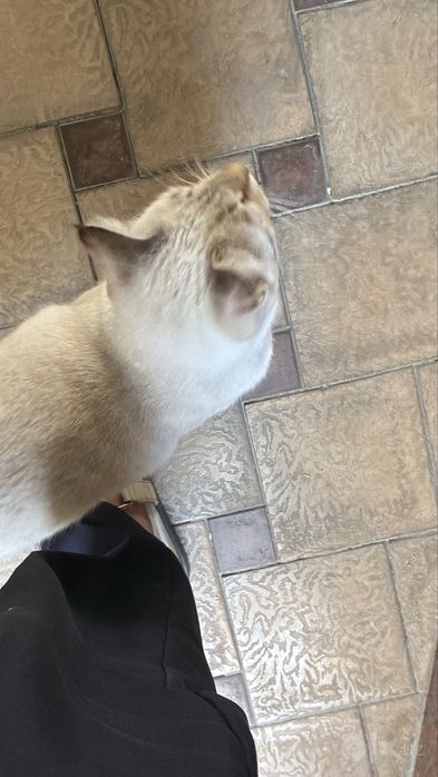 Продаётся красивый котик!