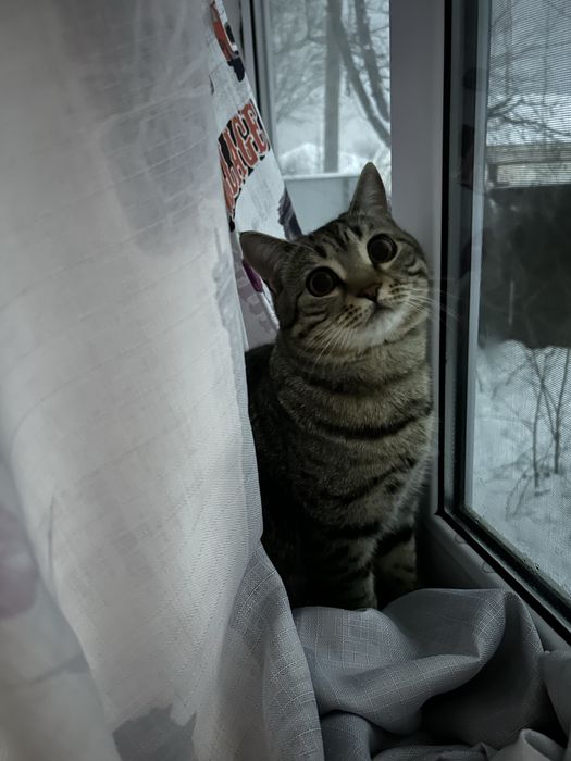 Отдам кота в добрые руки БЕСПЛАТНО