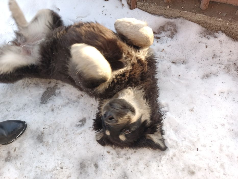 Отдадим щенка в добрые руки руки.