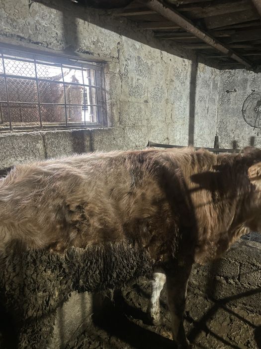 Buqa sotilad srochna