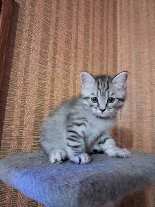 Продам  шотлатландского мальчика.