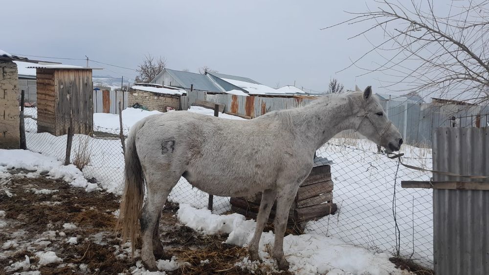 Буаз семіз бие сатылады