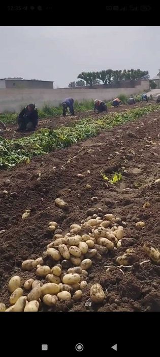 янги картошка айтилган манзилга етказиб берилади