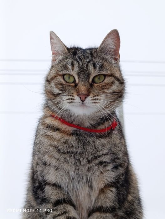 Кошка в добрые руки