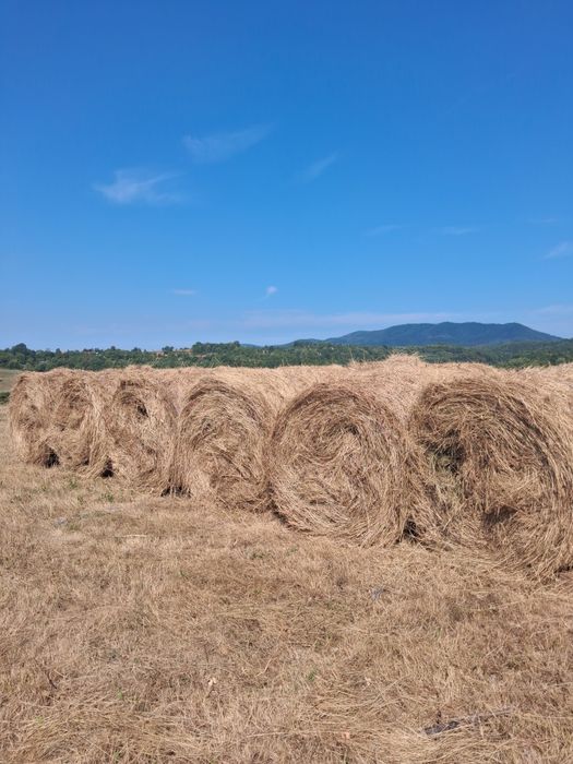 Vand baloti rotunzi