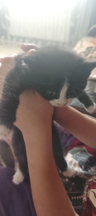 Отдам котёнка в  добрые   руки