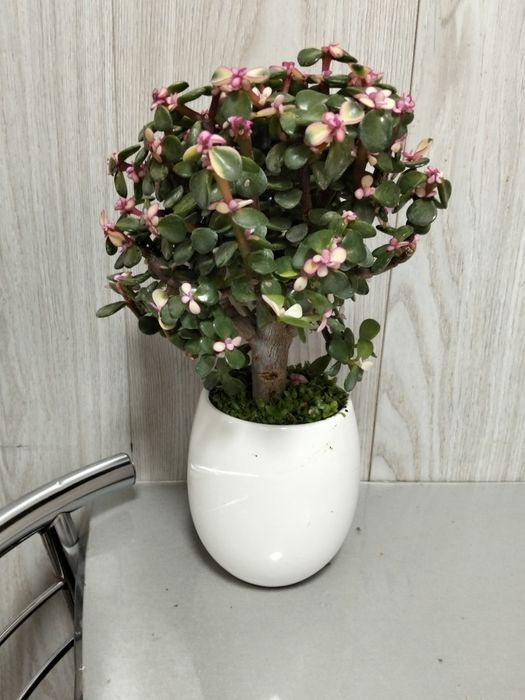 Продам денежное дерево