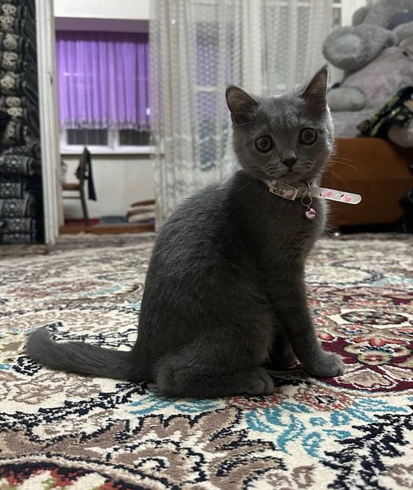 Продается кошка парода  Скоттиш страйт (шотланская прямоухая)