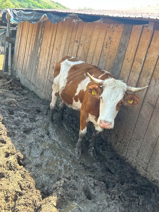 vand vaca mai multe detali la telf.