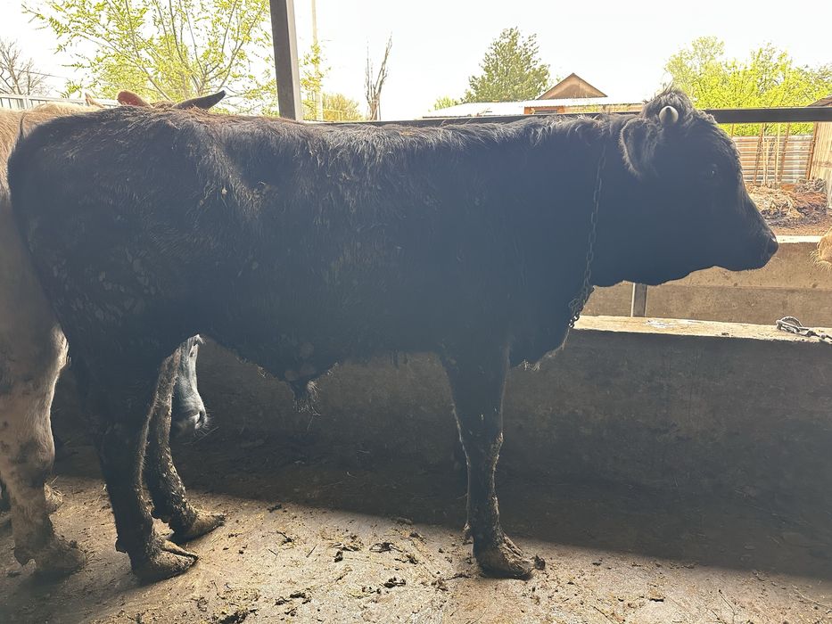 Бычки возраст 1,5.