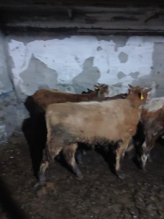 Бұқалар сатылады