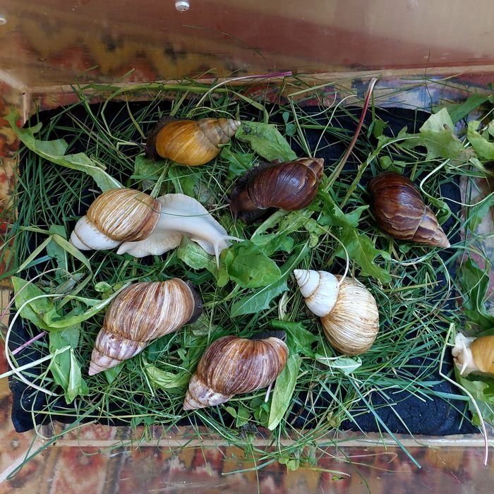 Продажа улитки Ахатины