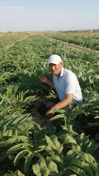 Каврак кучатлари,Kavrak koʻchatlari