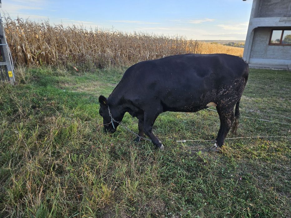Vand 2 vaci tineret gestante Angus & Holstein