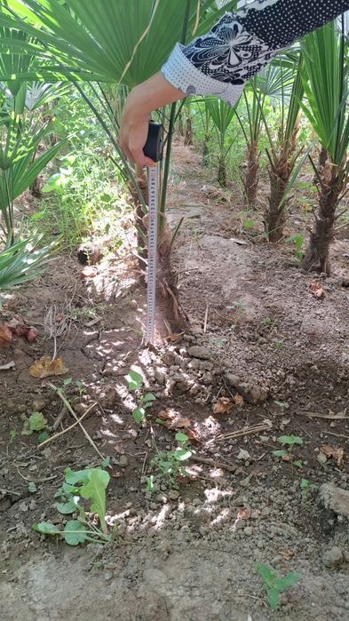 Трйохкорпус   палма кўчатлари 50 минг сўмдан 120 минг сўмгача