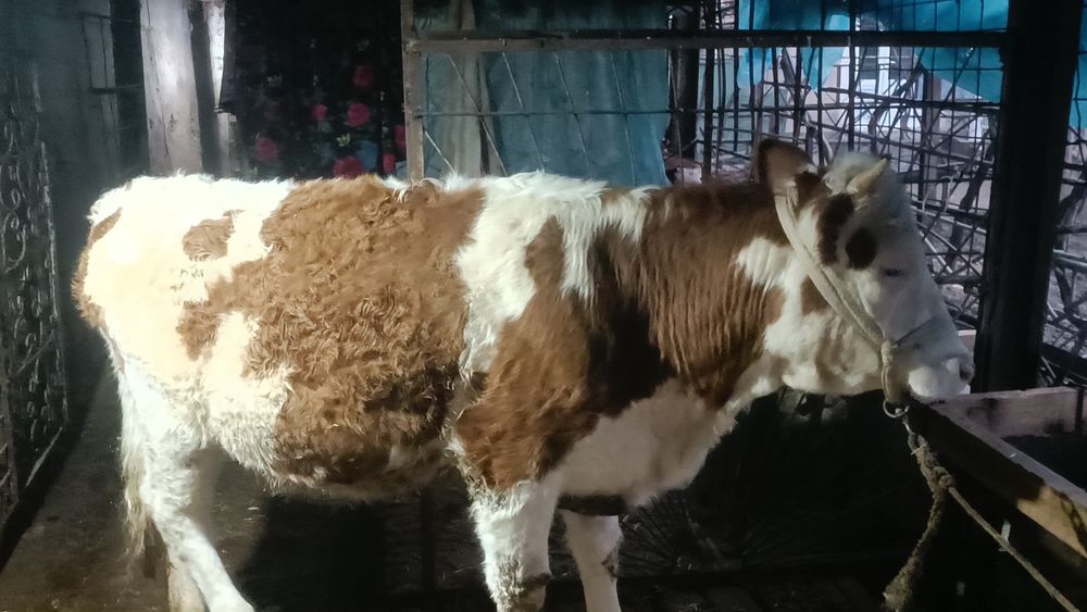 Ангус ва симинтал Хуккиз  ва гулонжинлар сотилади