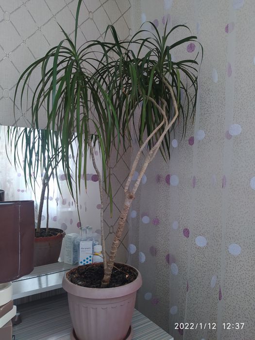 Продам Драцену красивую