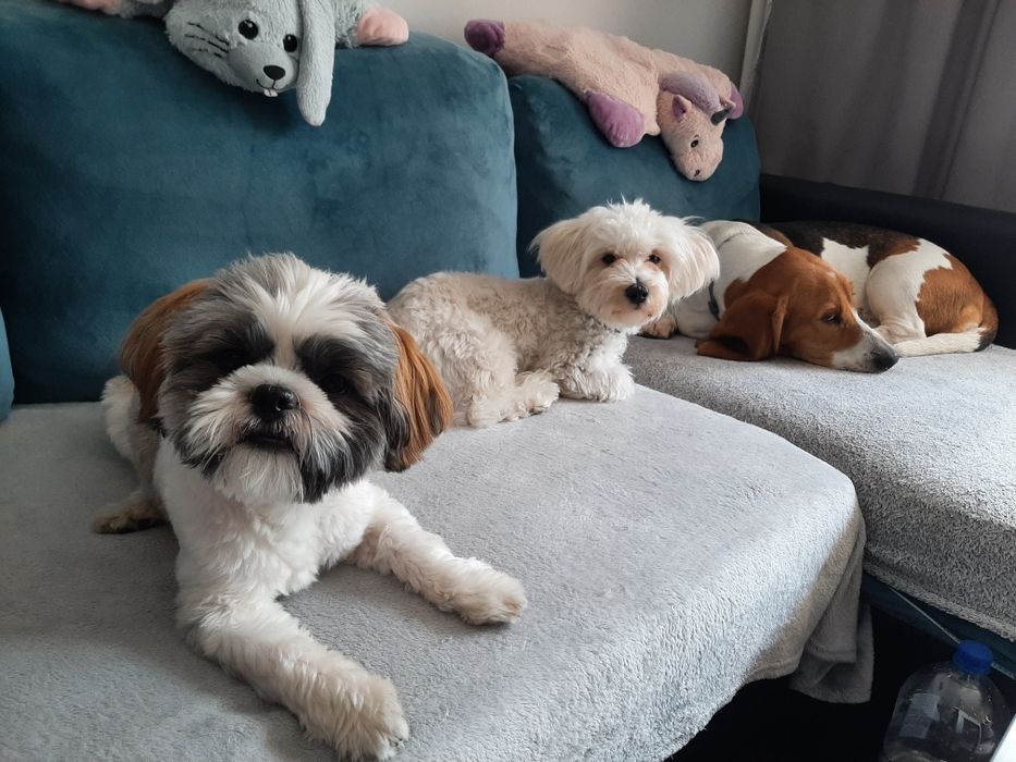 Cazare animale de companie