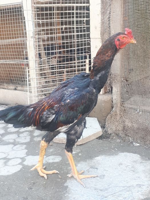 Dakan xurozlari sotiladi