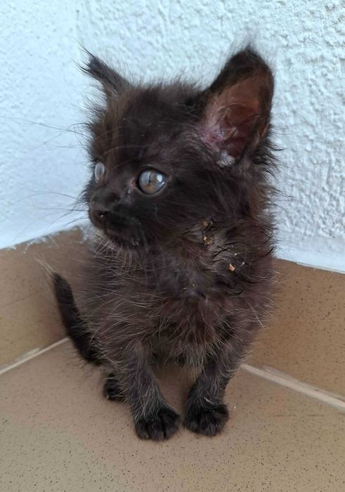 Adoptie pisica pui de pisica negru Pami