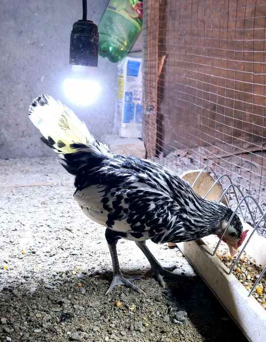 Гамбурски Gamburski xo'rozcha