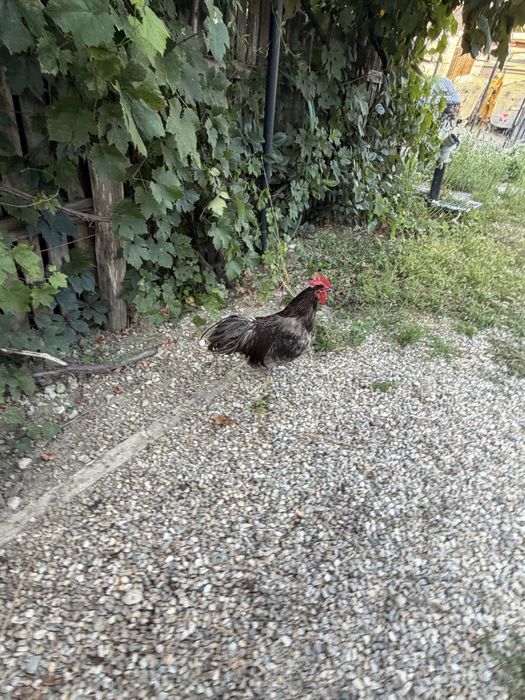 Vand gaini australorp