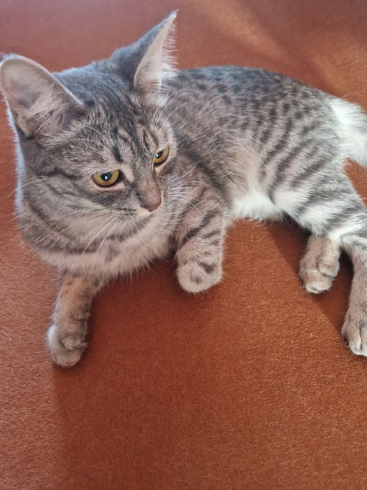 Отдам в добрые руки