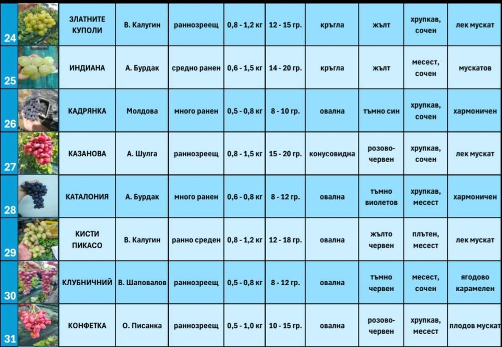 Резници от десертни сортове грозде безсеменни лозе лозарство