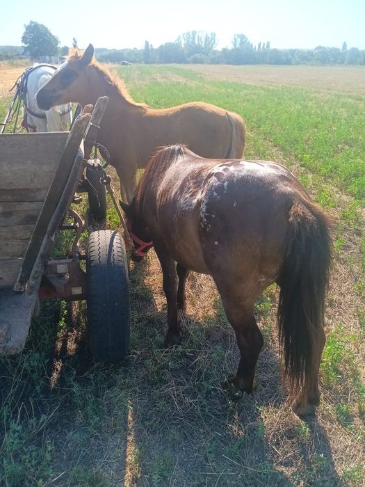 Ponei armăsar disponibil