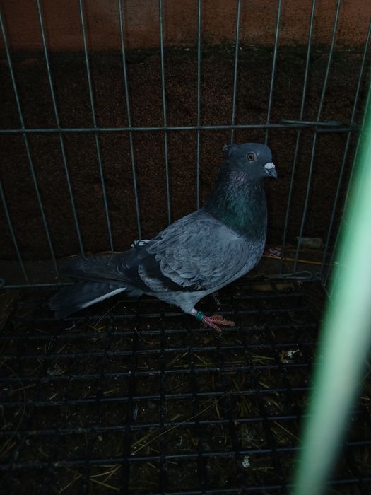 Vand porumbei diferite rase ,sau schimb cu gaini cochinchina pitic.