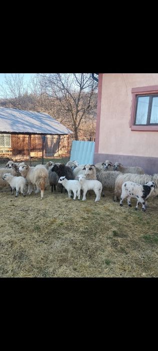 Vand oi cu miei , detali la telfon