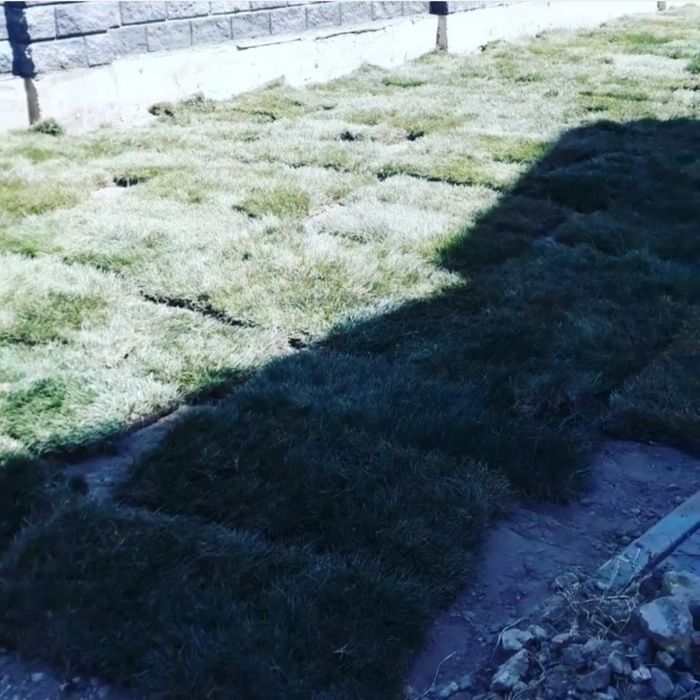 Газон посевной рулонный готовый