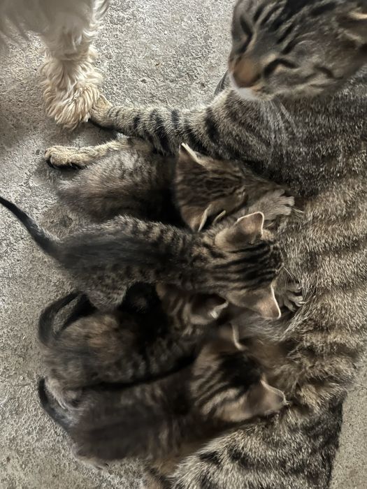 Domez pisoi mici si dragalasi !