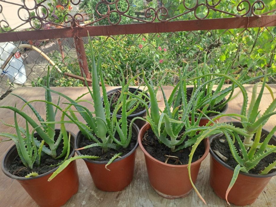 Vând plante  aloe vera