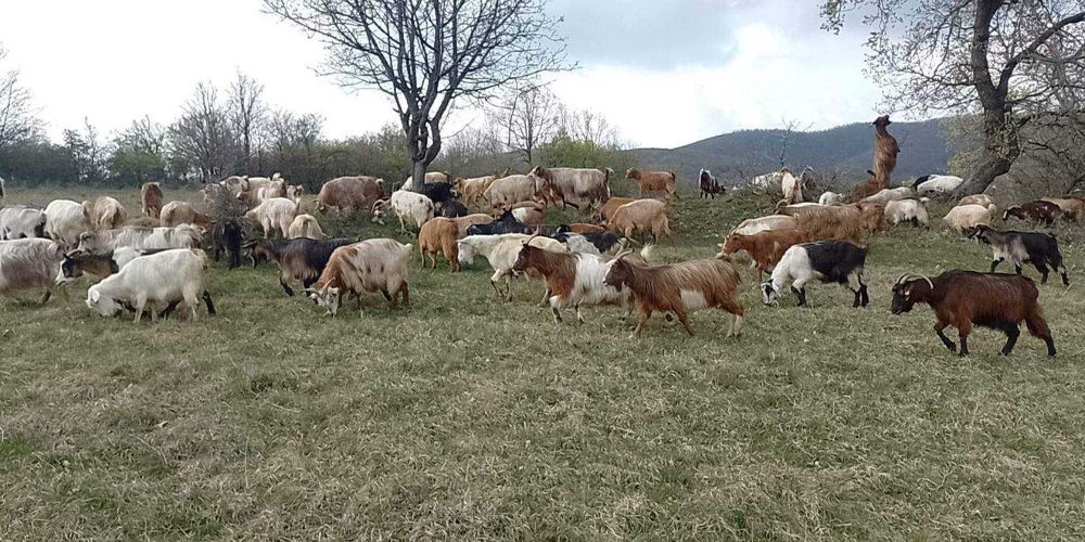 Продавам ярета за клане или разплод