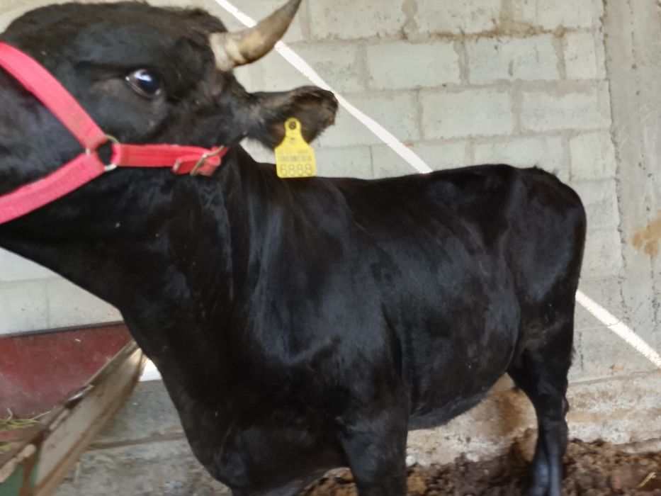 Buqqa sotiladi. Yem yegan katta mol. Narxi yana kelishiladi