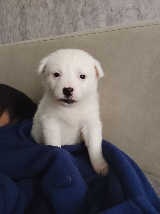 Щенки мальчики и девочки медвежата