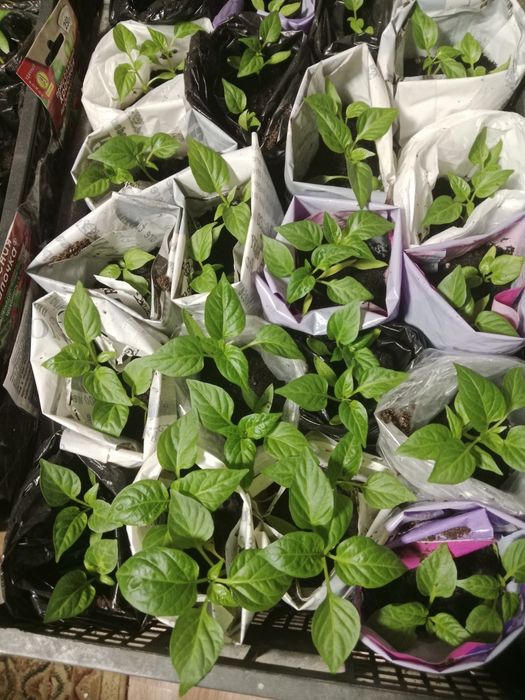 Рассада майкудук