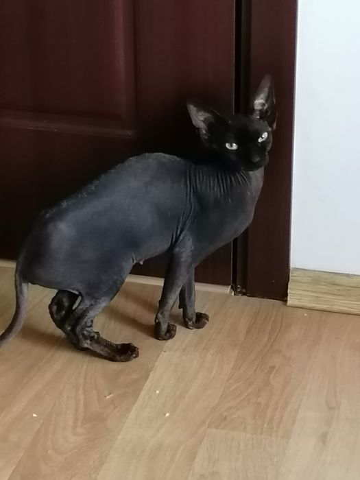 Pisică sphinx canadian