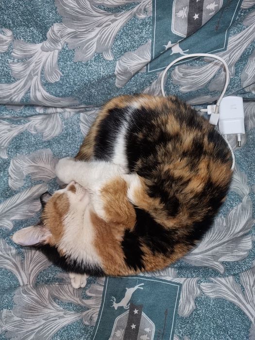 Mushuk sotiladi o‘g‘l bola uy mushuk. Aybi yoq