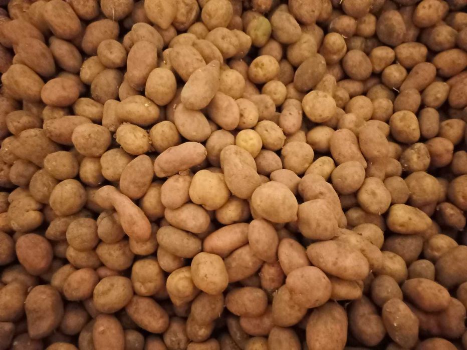 Продам домашний семенной картофель