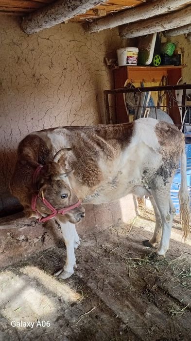 Сауынды сиырлар бар