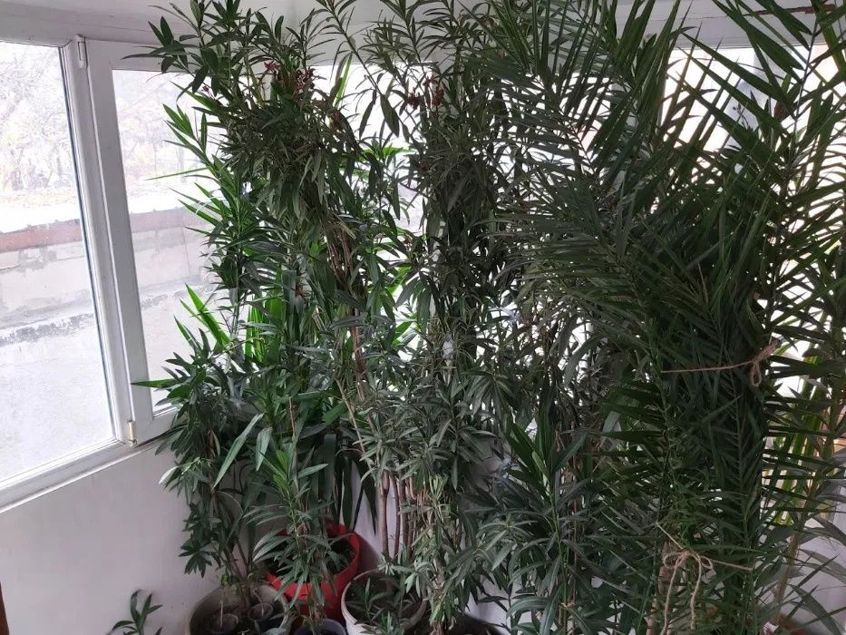 Flori , Monstera , Aloe Vera , Dracena , Leandru , Kalanchoe , Palmier