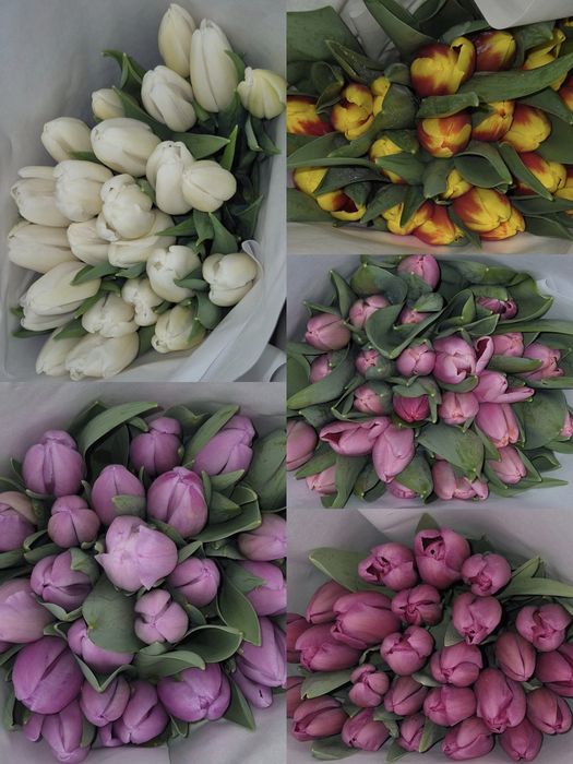 Луковицы Голландских тюльпанов