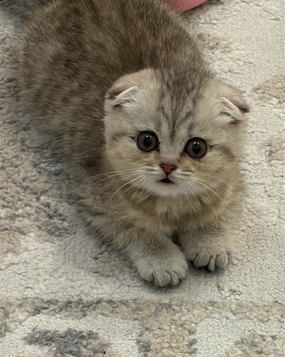 Шотландская вислоухая, котенок