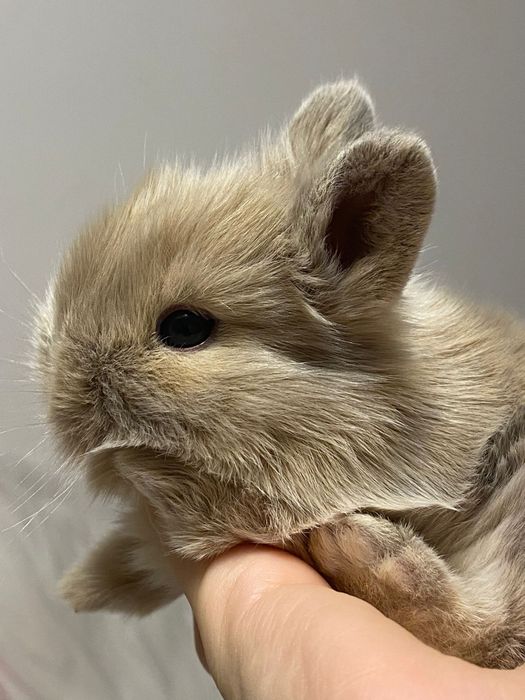 Iepurasi  cap de leu